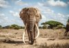 Biggest African Elephant