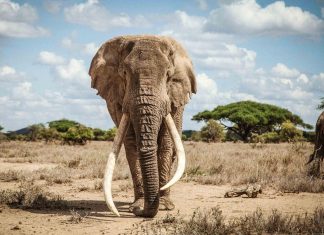 Biggest African Elephant