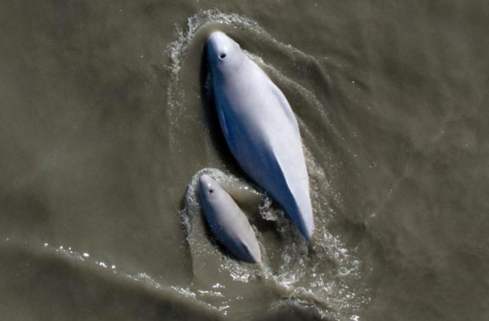 Beluga Whales