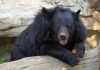 Chinese Government Recommending Bear Bile Injections to Treat Corona Virus Home 9 bear 1 e1588795021945