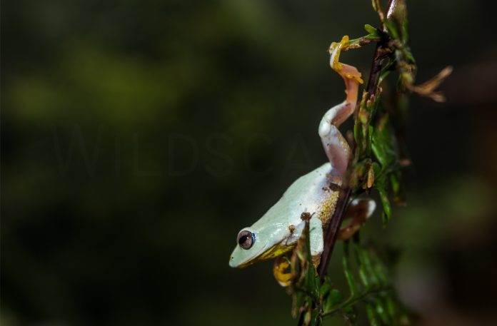 Endemic frog in Sri Lanka