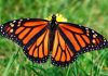 Monarch Butterfly