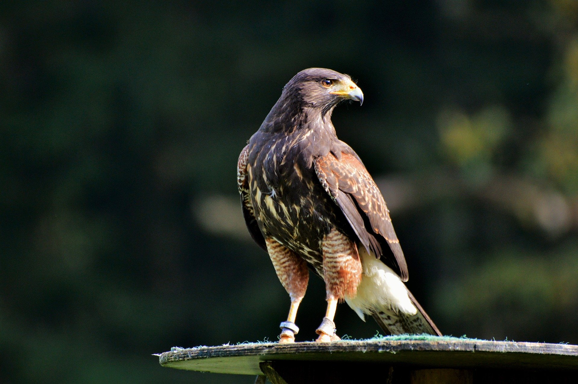 The 10 Fastest Birds in the World 1 1.peregrine falcon