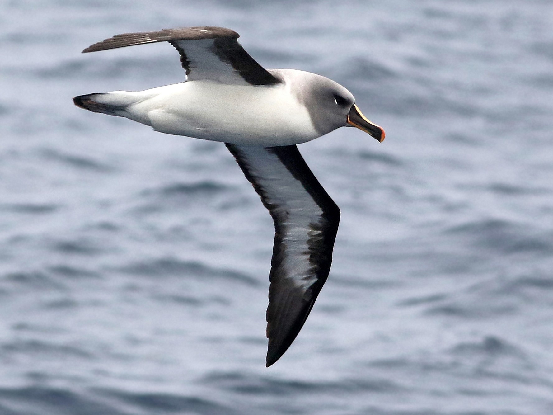 The 10 Fastest Birds in the World 10 10.Grey headed albatross ebird