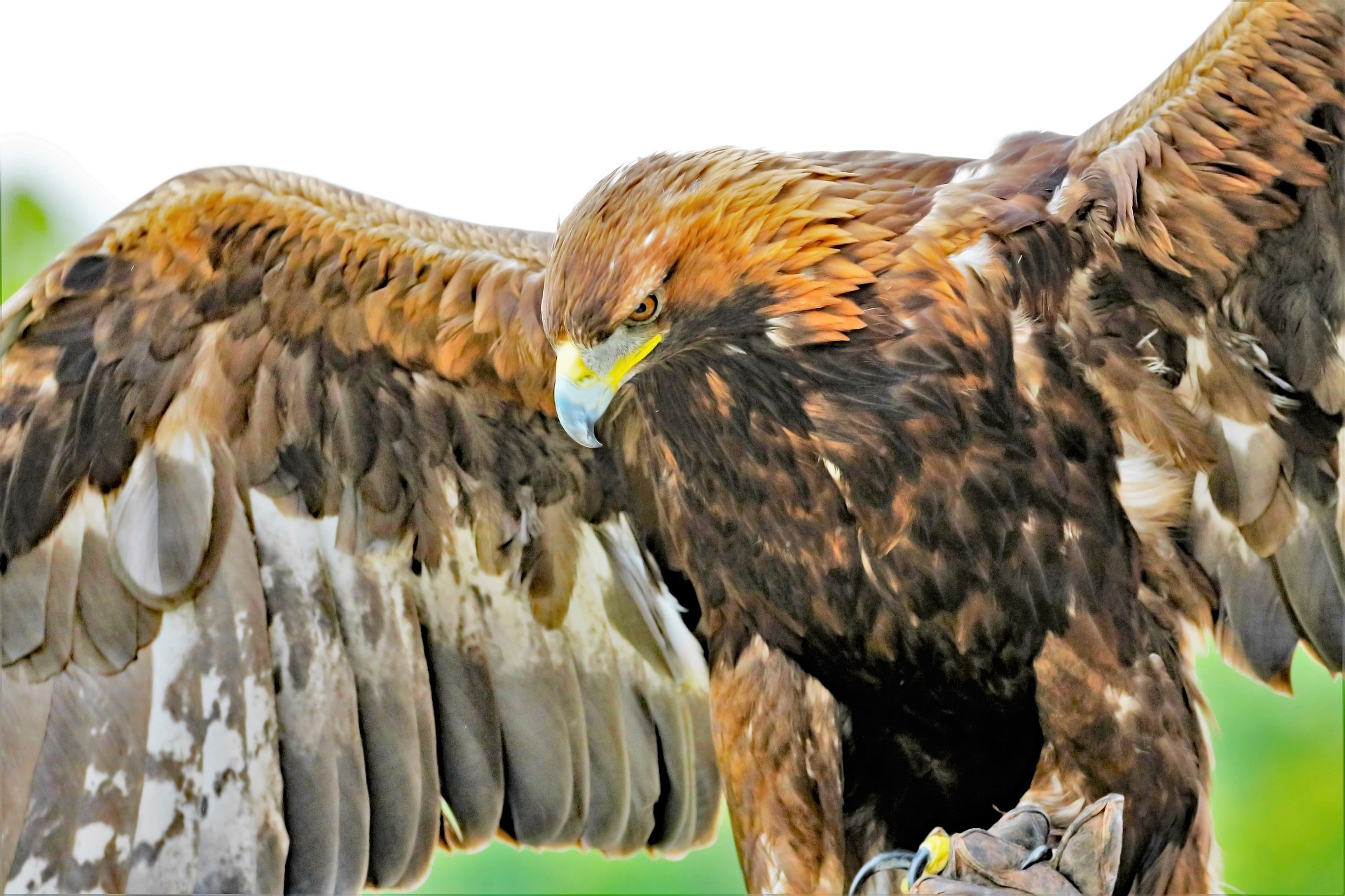 The 10 Fastest Birds in the World 2 2.golden eagle