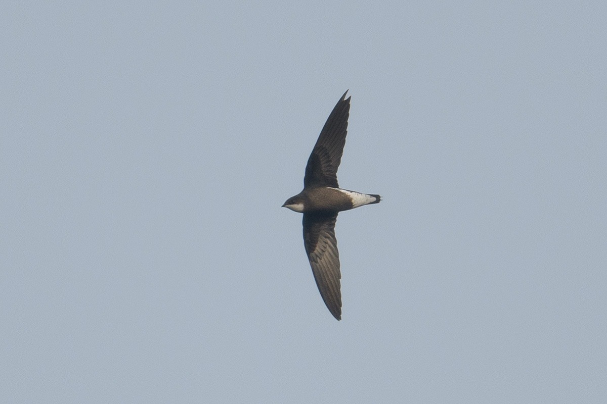 The 10 Fastest Birds in the World 3 3.white throated needletail singaporebirds