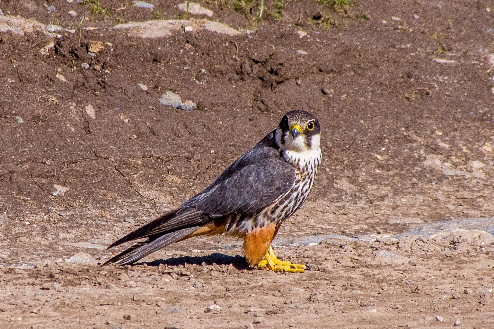 The 10 Fastest Birds in the World 4 4.Eurasian Hobby wikipedia