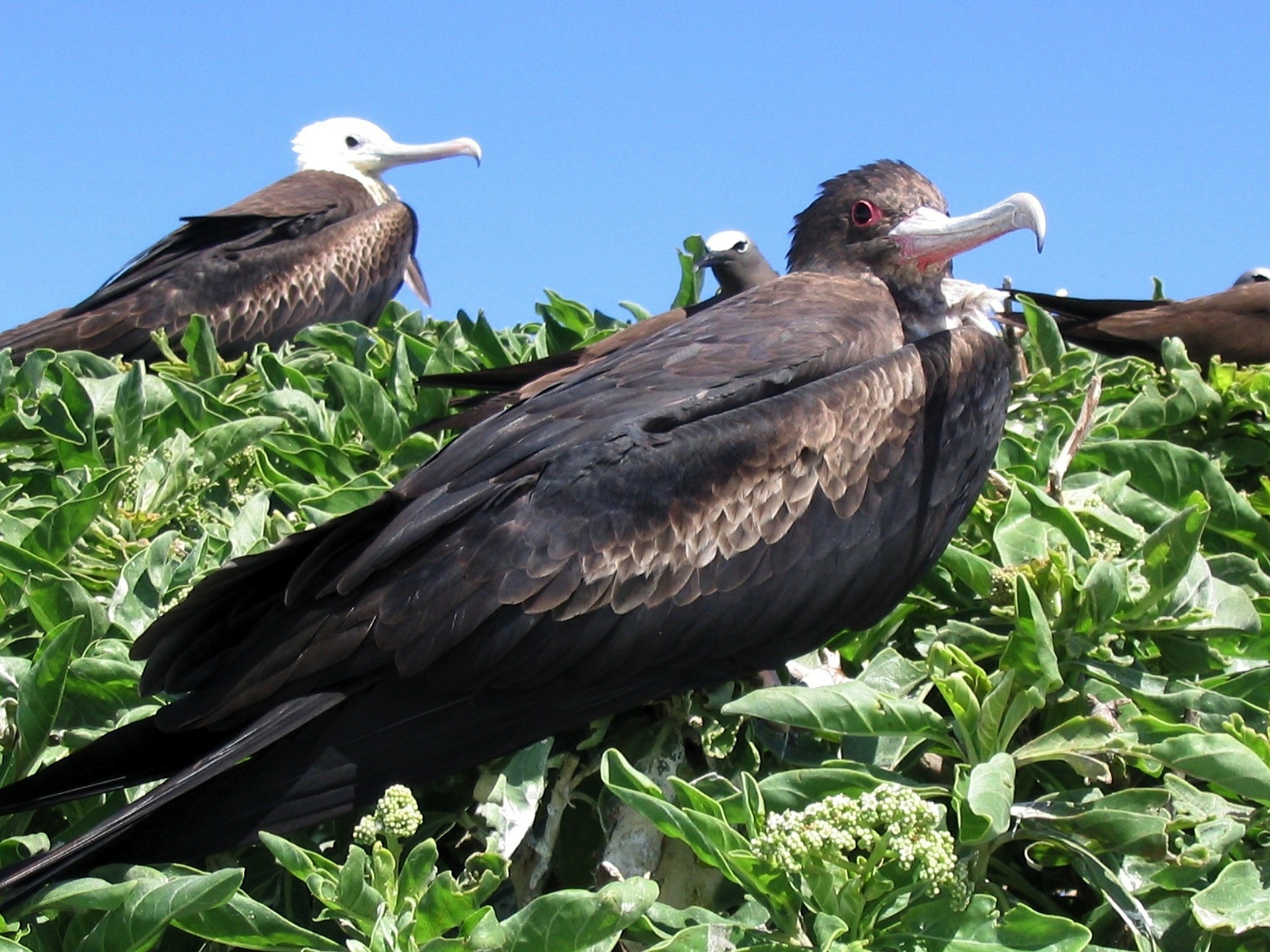 The 10 Fastest Birds in the World 5 6.frigate bird