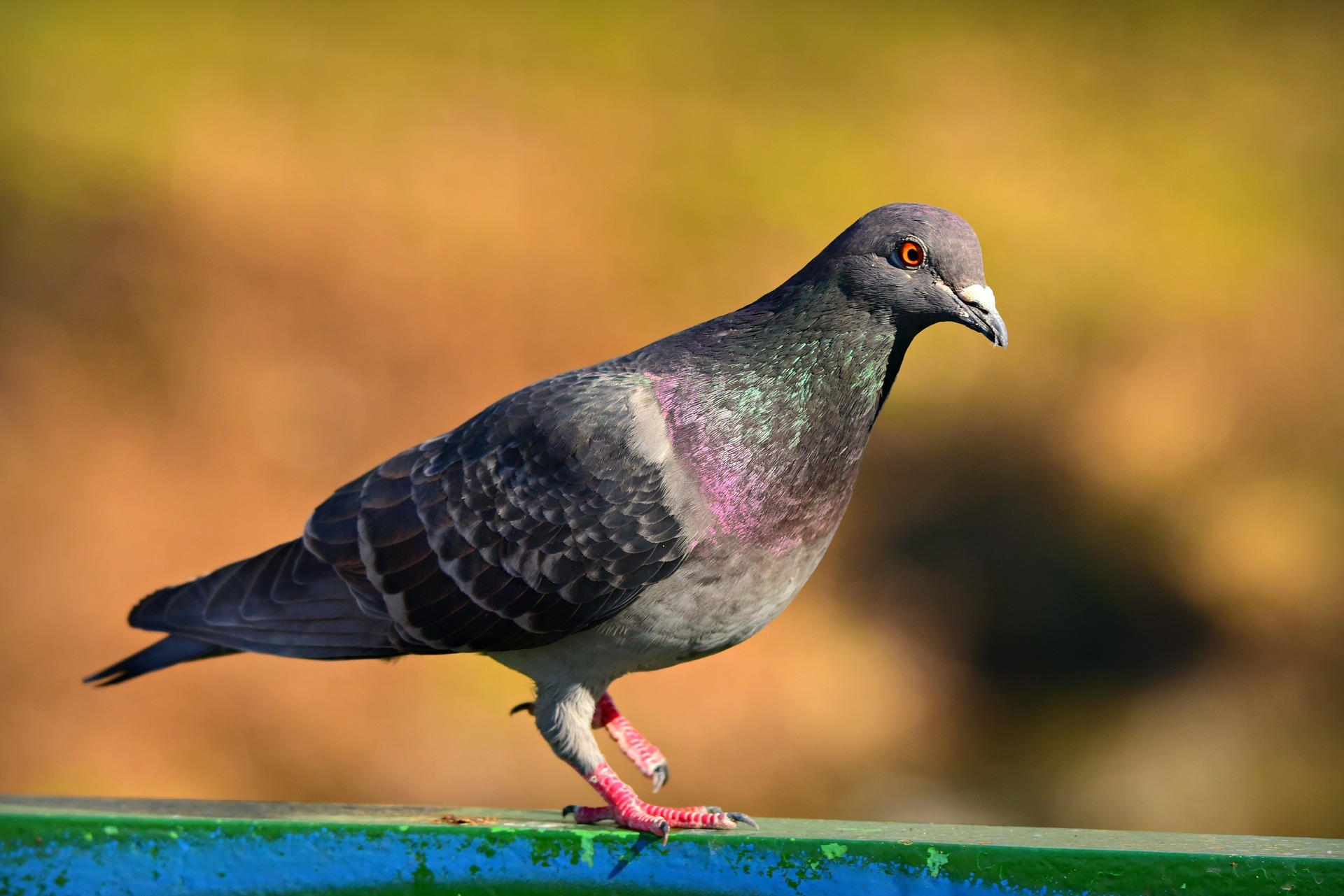 The 10 Fastest Birds in the World 6 7.rock dove