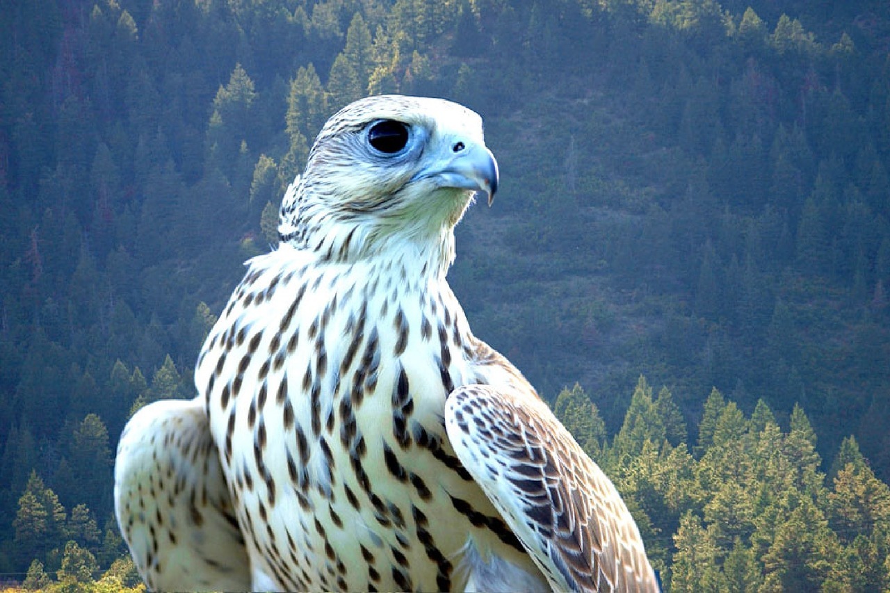 The 10 Fastest Birds in the World 9 9.falcon