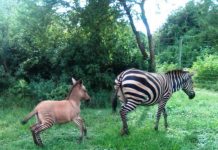 Zonkey