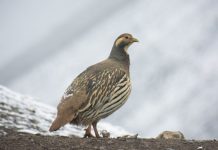 Tibetan snowcock