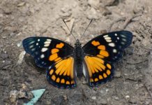 Eastern Courtier Butterfly