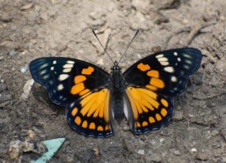 Eastern Courtier Butterfly