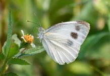 Indian Cabbage White Pieris canidia (Linnaeus, 1768)