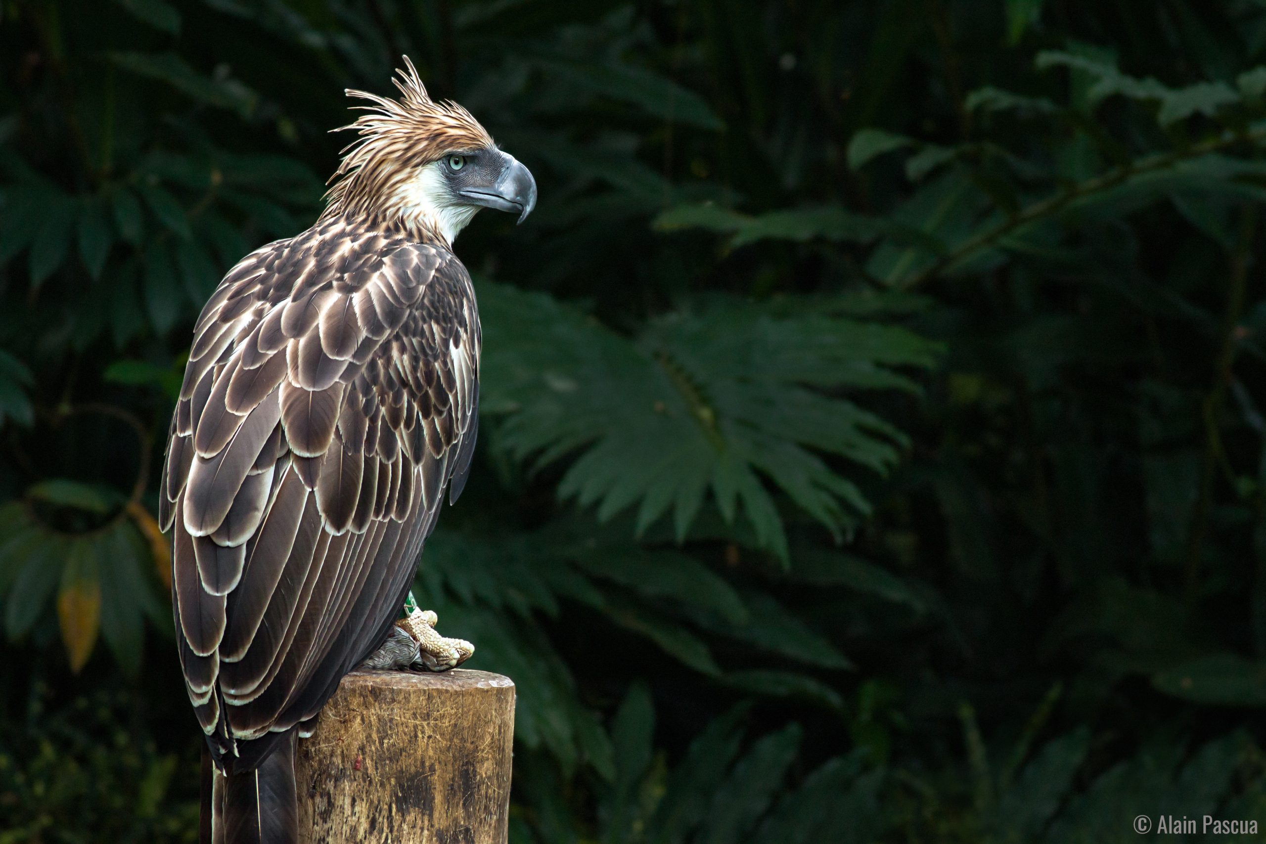 The 10 Rarest Animals in the World 3 Philippine Eagle 6 ALAIN PASCUA copyrighted scaled