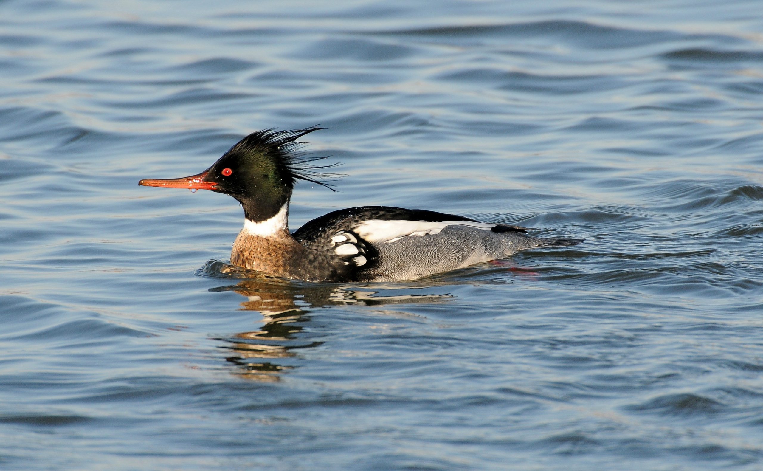 The 10 Fastest Birds in the World 8 Red breasted merganser wikipidia scaled