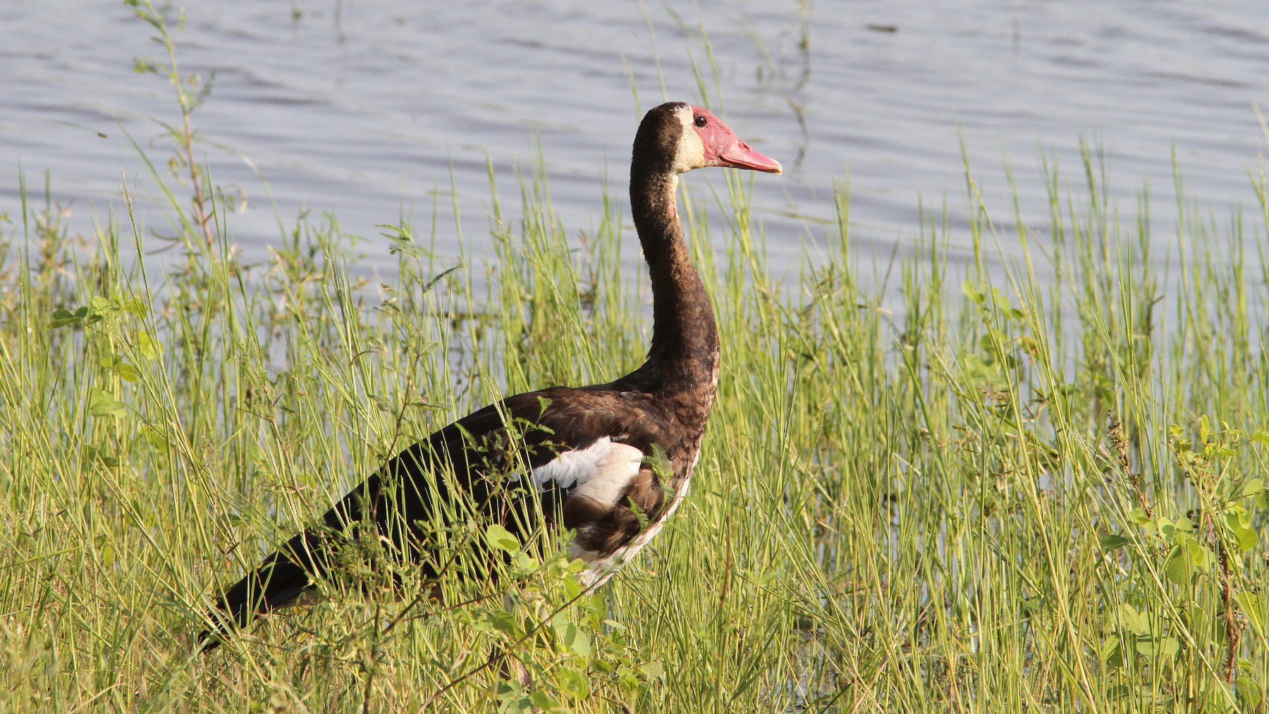 The 10 Fastest Birds in the World 7 Spur winged goose