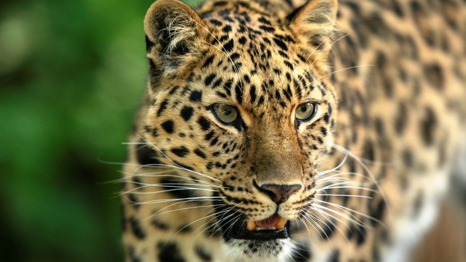 The 10 Rarest Animals in the World 1 amur leopard close up 1