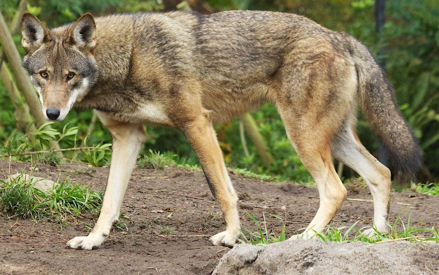 The 10 Rarest Animals in the World 9 red wolf at point defiance