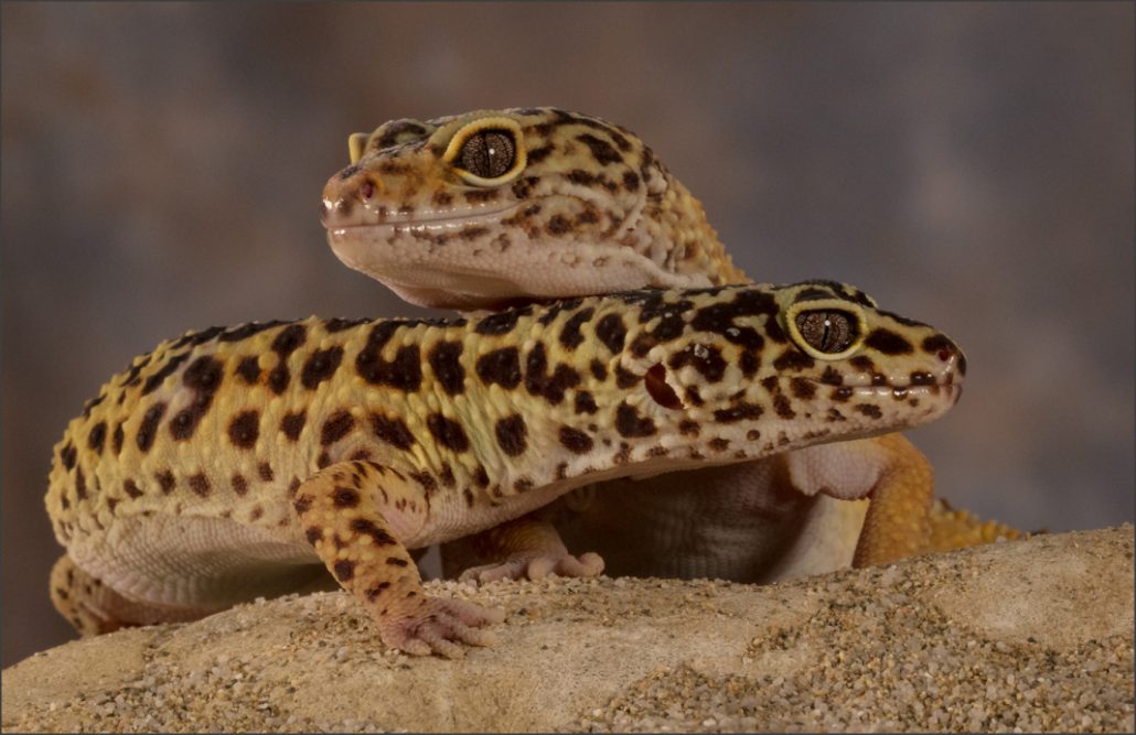 Leopard Gecko couple