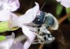 Florida’s Long-Lost Blue Bee Has Been Rediscovered Osmia_calaminthae