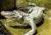 Pictured: Saturn the alligator at his enclosure at Moscow Zoo in an undated photograp