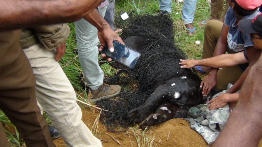 A Rare Black Leopard was Reportedly Rrapped in a Snare in the Nallathanniya Area Sri Lanka. 1 DSC05125 1