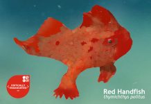 Red Handfish