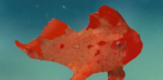 Red Handfish