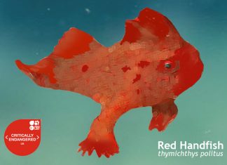 Red Handfish