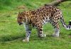 amur-leopard