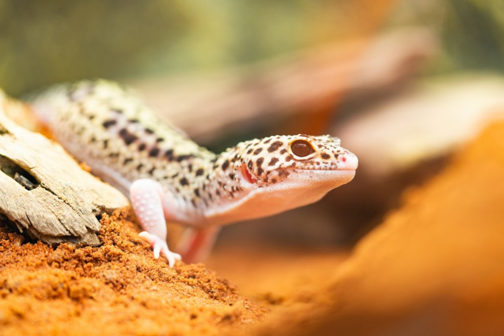 The Leopard Gecko; A Wild Animal. Is It Deserves The Life As A Tamed