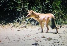 For the first time in 50 years, the Whistling Dog in Surat, Gujarat has been seen.