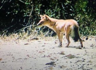 For the first time in 50 years, the Whistling Dog in Surat, Gujarat has been seen.