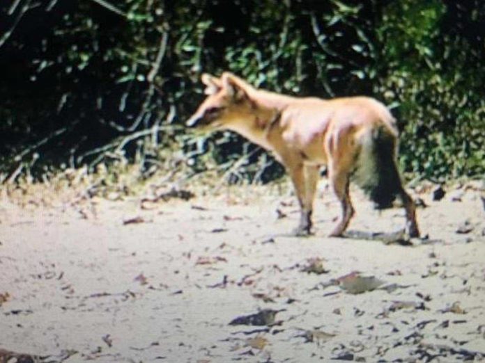 For the first time in 50 years, the Whistling Dog in Surat, Gujarat has been seen.