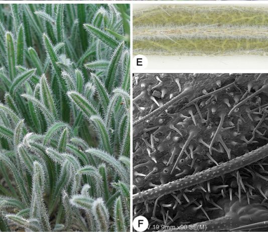 Scientist of China Discovered a New Species of Boraginaceae From Northern Xinjiang, China Boraginaceae
