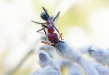This is the first plant species in the world found to have adapted pollen traits that enables a mutually beneficial pollination relationship with ants.