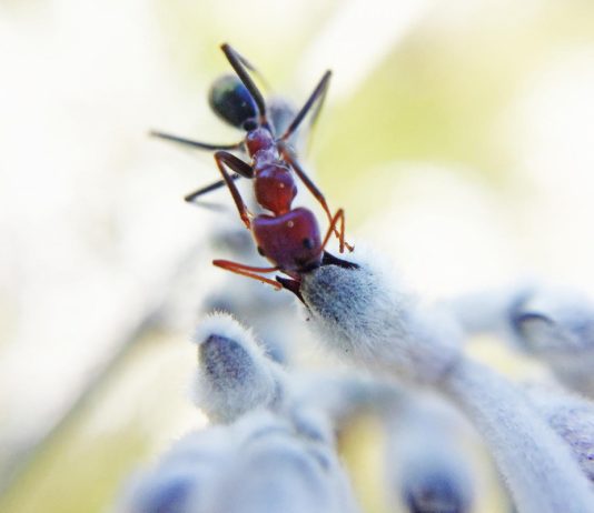 This is the first plant species in the world found to have adapted pollen traits that enables a mutually beneficial pollination relationship with ants.