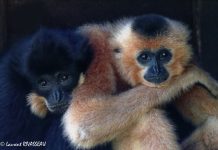 The world rarest mammal; the critically endangered Hainan gibbon (Nomascus hainanus)