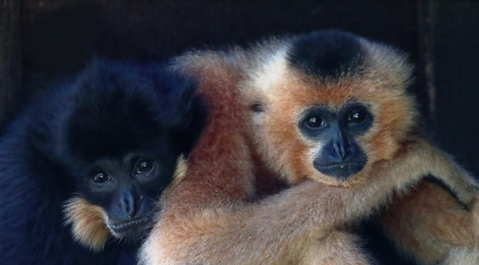 The world rarest mammal; the critically endangered Hainan gibbon (Nomascus hainanus)