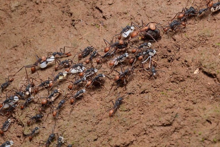 Battle of Ants 10 Army Ants with larvae of a raided wasp nest serious science.org