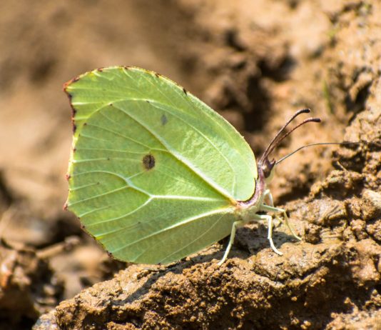 Common Brimstone Butterfly - Nepal