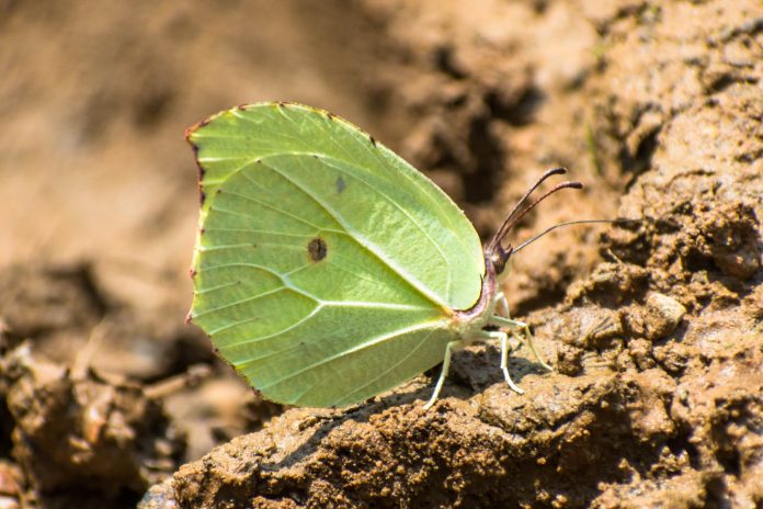 Common Brimstone Butterfly - Nepal