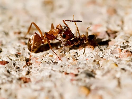 Battle of Ants 9 Image via Flickr by ljguitar ants.com