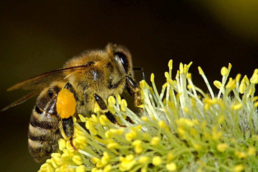 The Amazing Role of Buzzy Bees on Environmental Sustainability 2 bees 18192 1280