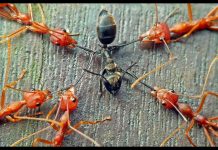 Battle of ant