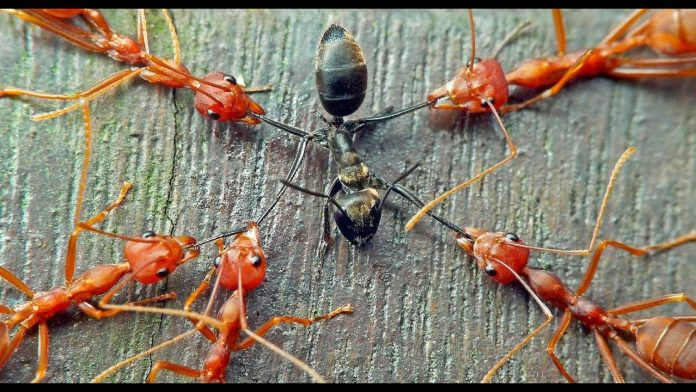 Battle of ant