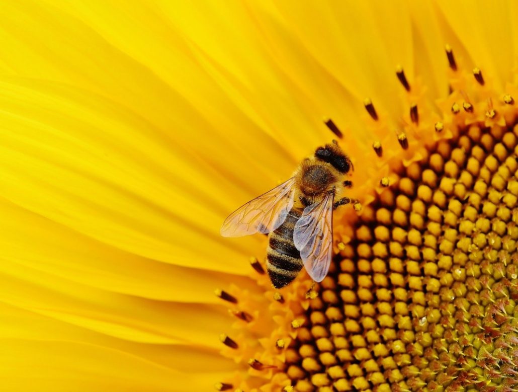 The Amazing Role of Buzzy Bees on Environmental Sustainability 1 sunflower 1643794 1280