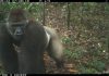 The World’s Rarest Gorillas are Found with Their Babies in the Woods of Nigeria The most endangered gorilla subspecies in the world has been sighted in southern Nigeria.